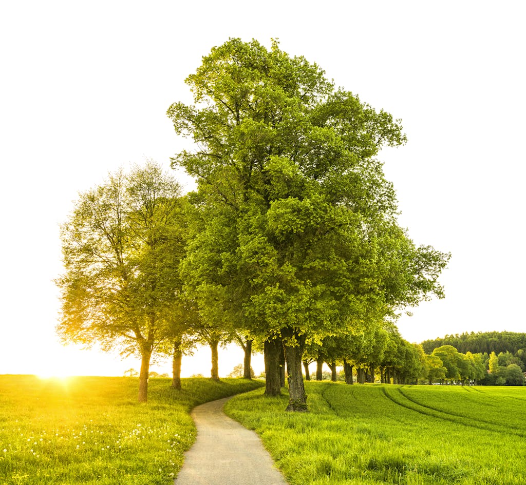 Trees With Pathway