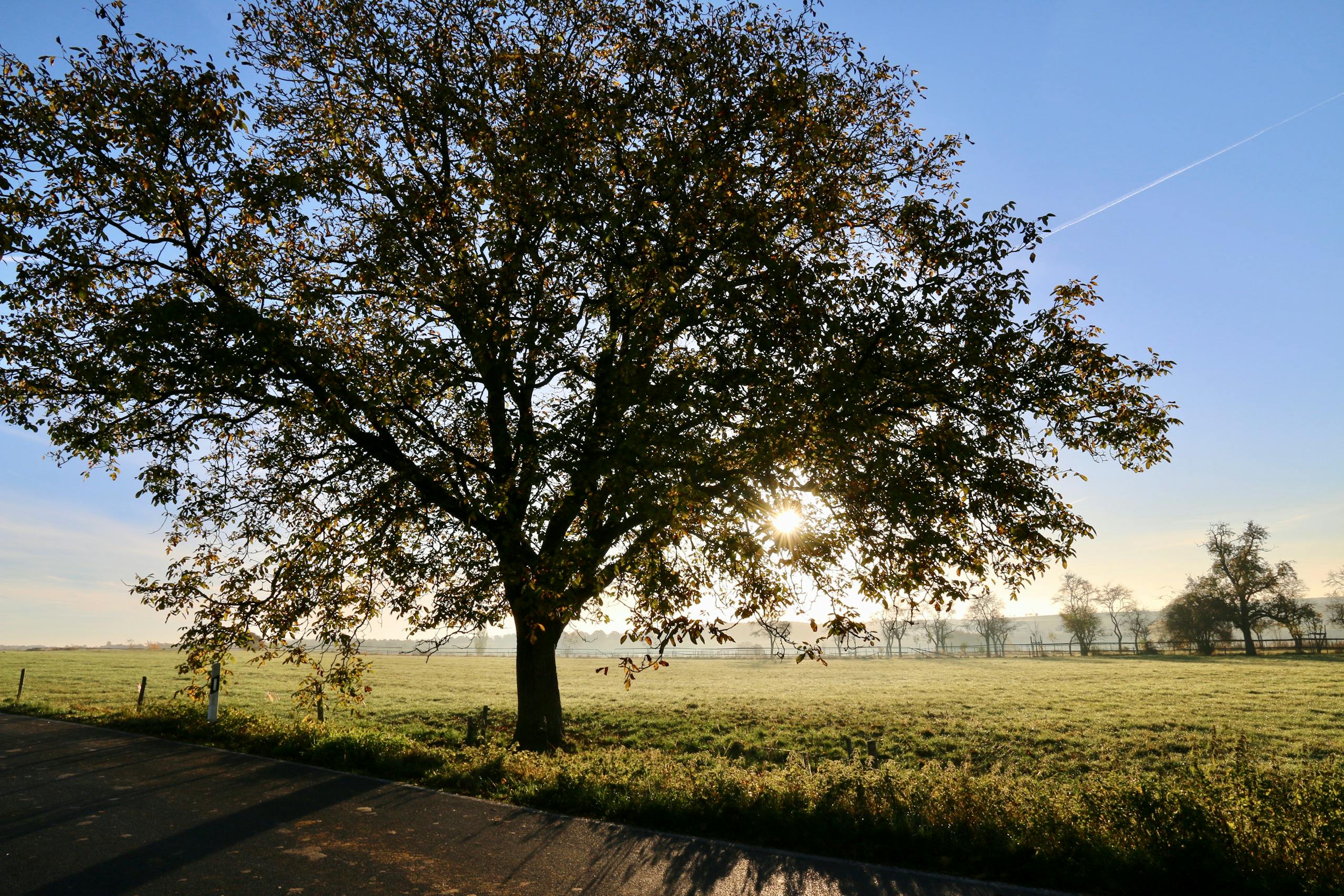 Green-leafed Tree